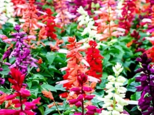 Salvia Mix flowers