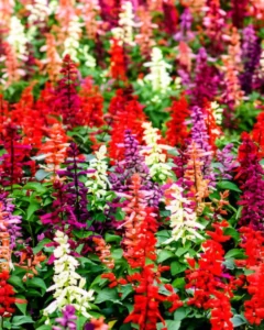 Salvia Mix garden