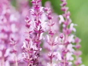 Salvia Pink flower