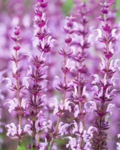 Salvia Pink garden
