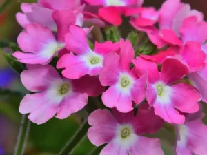 Verbena Pink Twist