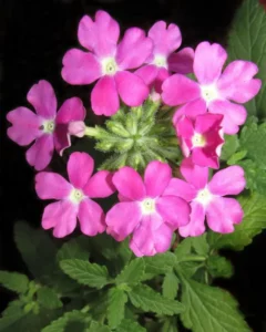 Verbena Pink Twist flowers