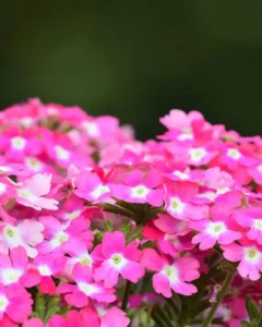 Verbena Pink Twist garden