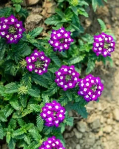 Verbena Purple garden