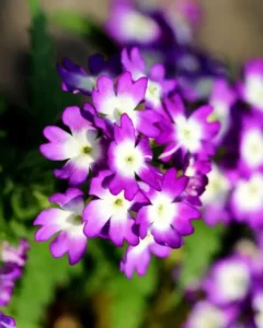 Verbena Purple flowers close up