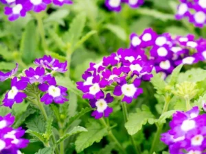 Verbena Purple greenhouse