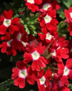 Verbena Red flowers