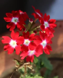 Verbena Red close up