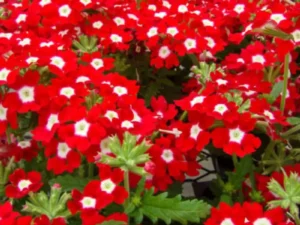 Verbena Red garden