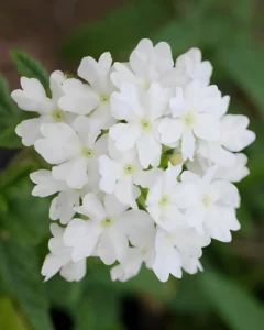 Verbena White flower