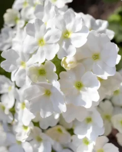 Verbena White close up