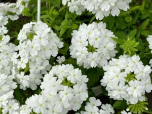 Verbena White garden