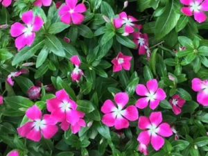 Vinca Lilac