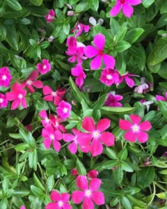 Vinca Lilac flowers