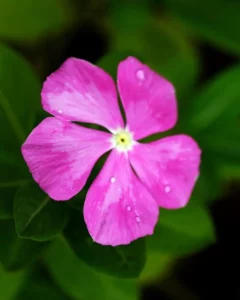 Vinca Lilac one flowers