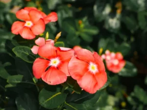 Vinca Orange flowers