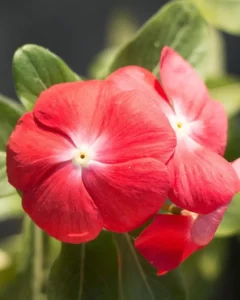 Vinca Orange close up