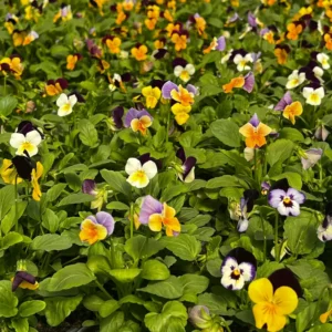 viola jump up mix flowers