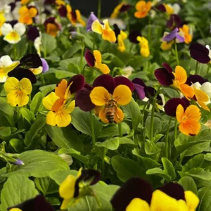 viola jump up mix pot