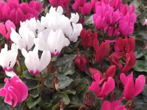 Cyclamen Mini Mix