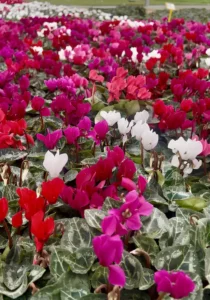 Cyclamen Mini Mix flowers in the greenhouse
