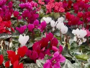 Cyclamen Mini Mix flowers in the greenhouse