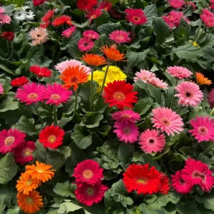 mini gerbera mix