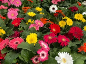 mini gerbera mix flower