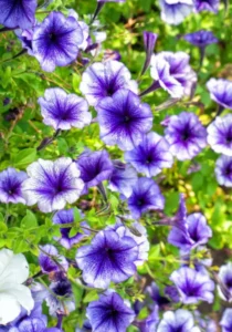 Petunia Blue Lace flowers