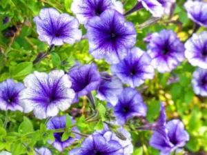 Petunia Blue Lace flowers