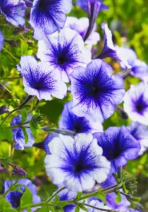 Petunia Blue Lace garden