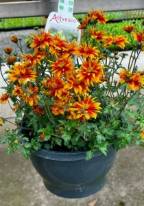 Bidens orange in a hanger basket