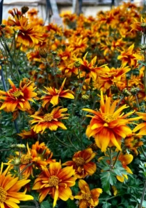 flowers bidens in garden