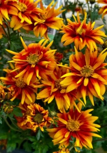 Bidens Double Orange in greenhouse