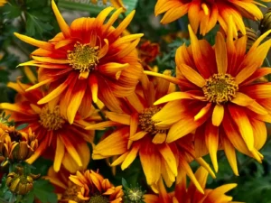 Bidens Double Orange in greenhouse