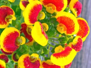 Calynopsis Yellow Red garden