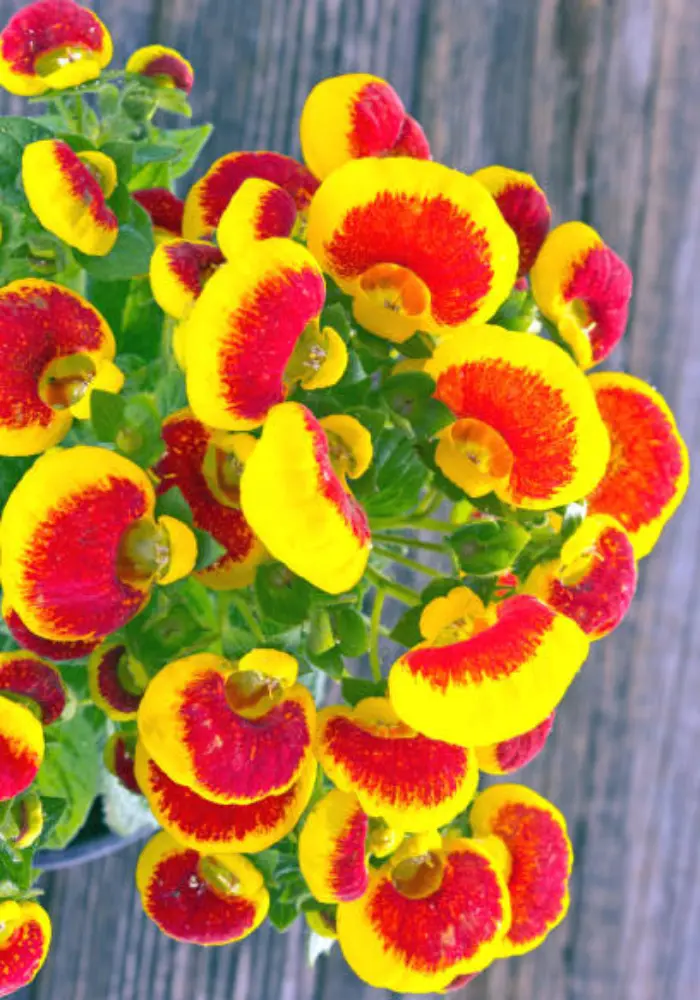 Calynopsis Calceolaria Calynopsis Yellow Red - Bicolour bloom - Potted Colour