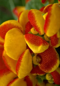 Calceolaria Calynopsis Yellow Red flowers