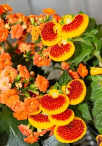 Calceolaria Calynopsis in pots