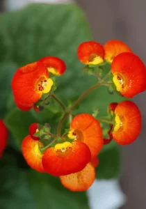 Calceolaria Orange flower close up