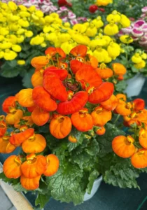 Calceolaria Orange pot