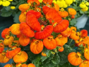 Calceolaria Orange pot