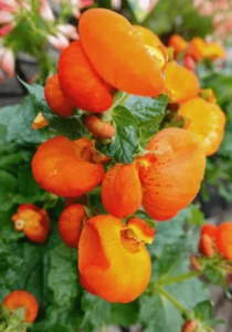 Calceolaria for garden