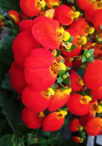 Calceolaria red close up