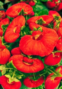 Calceolaria garden