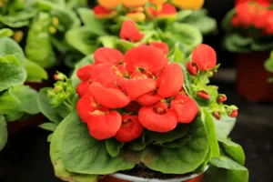 Calceolaria red flowers in pot