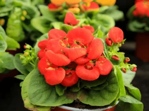 Calceolaria red flowers in pot