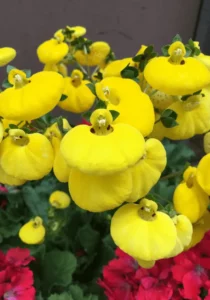 Calceolaria Yellow flowers and red bellow