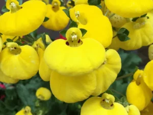 Calceolaria Yellow flowers and red bellow