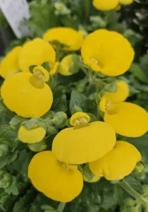 Calceolaria Yellow close up flower garden